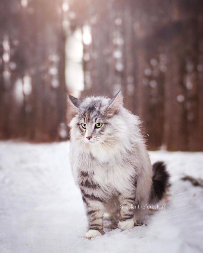 超帅气的挪威森林猫aslan2岁的男孩子行走在纯白的森林雪地中