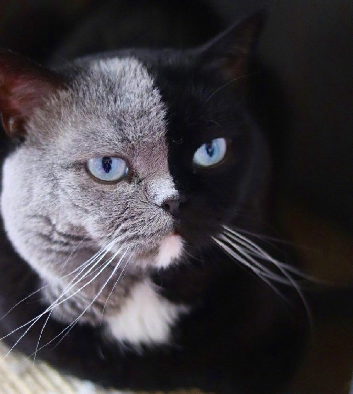 阴阳脸的猫当爸爸了有了一只灰色一只黑色的孩子