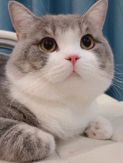 250_331竖版 竖屏gif 动态图 动图