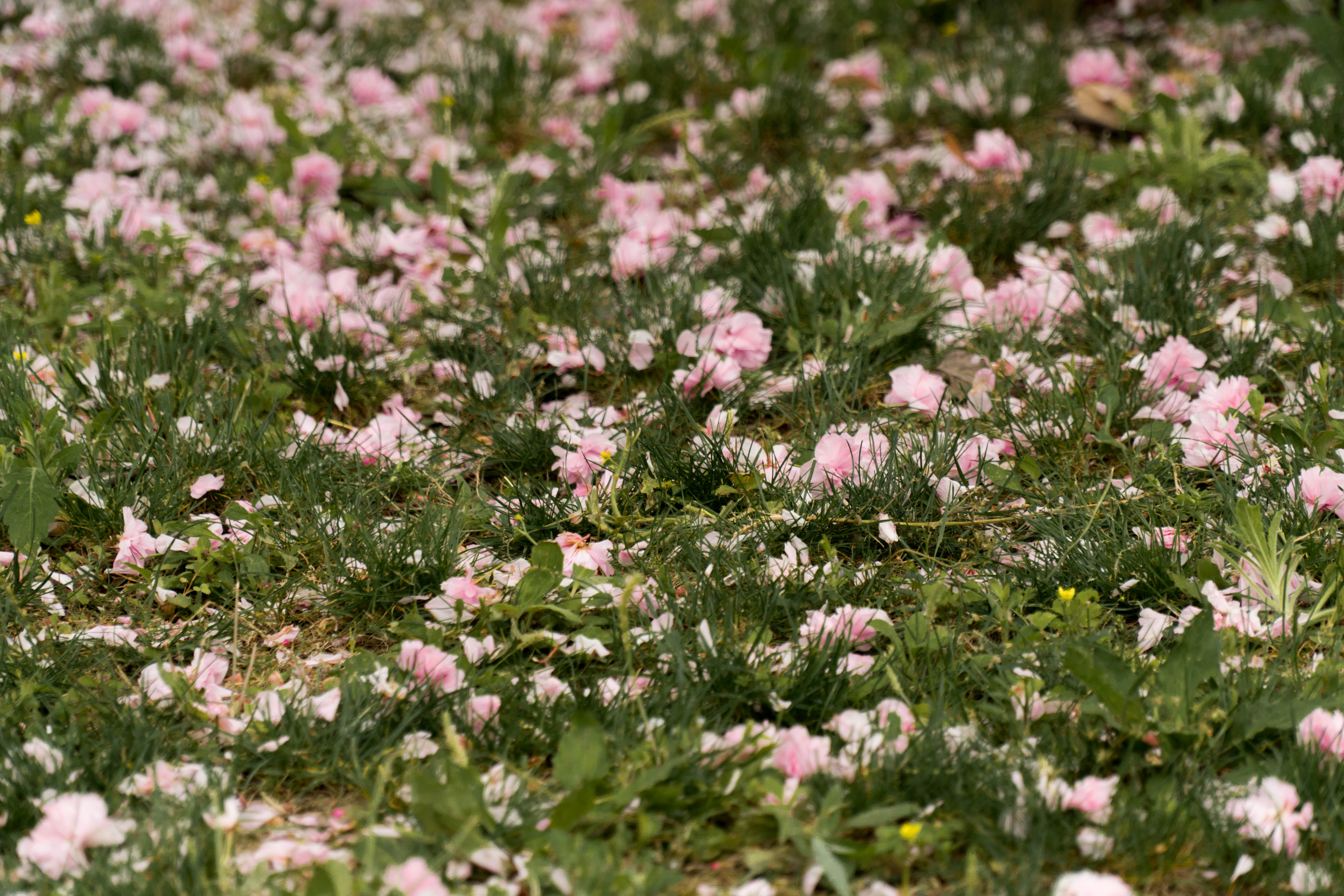 抓住春天的尾巴,看看湖边的花谢花开