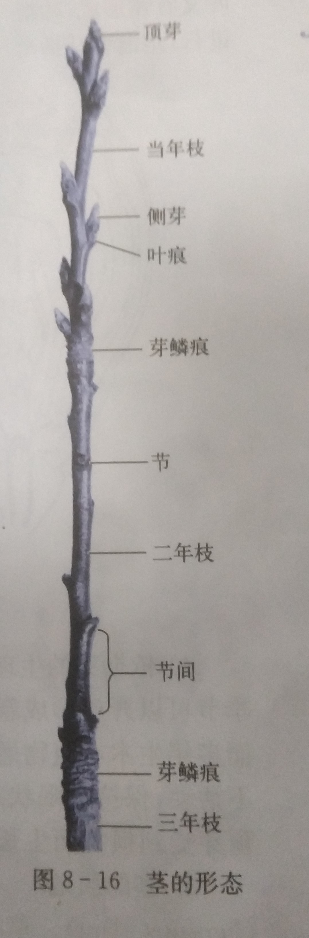 植物杀手的抄书记录 11 茎的形态特征 芽