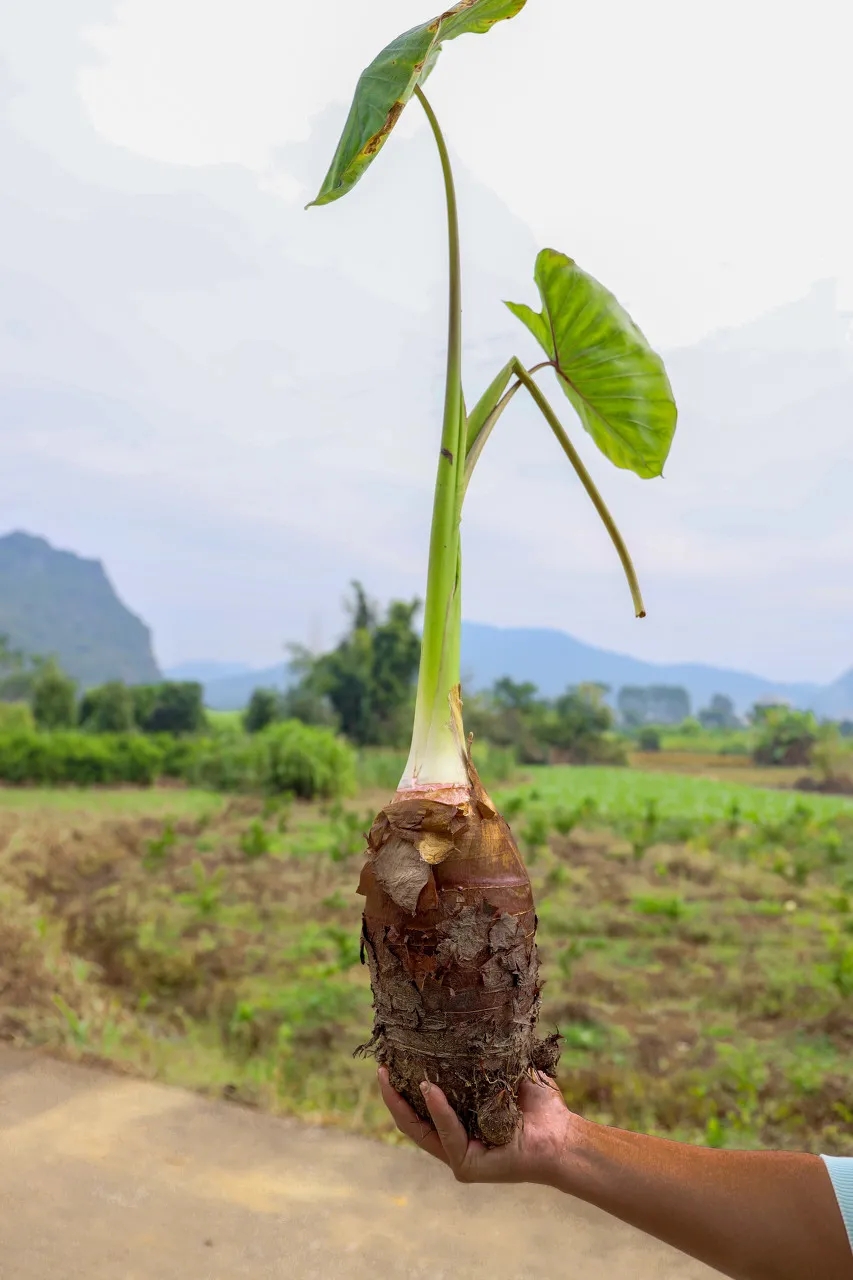 中国到底哪里的芋头最好吃