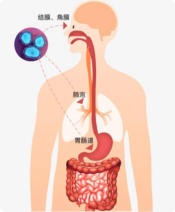 硬核科普新冠疫苗篇一人体免疫系统是怎么对抗新冠病毒的