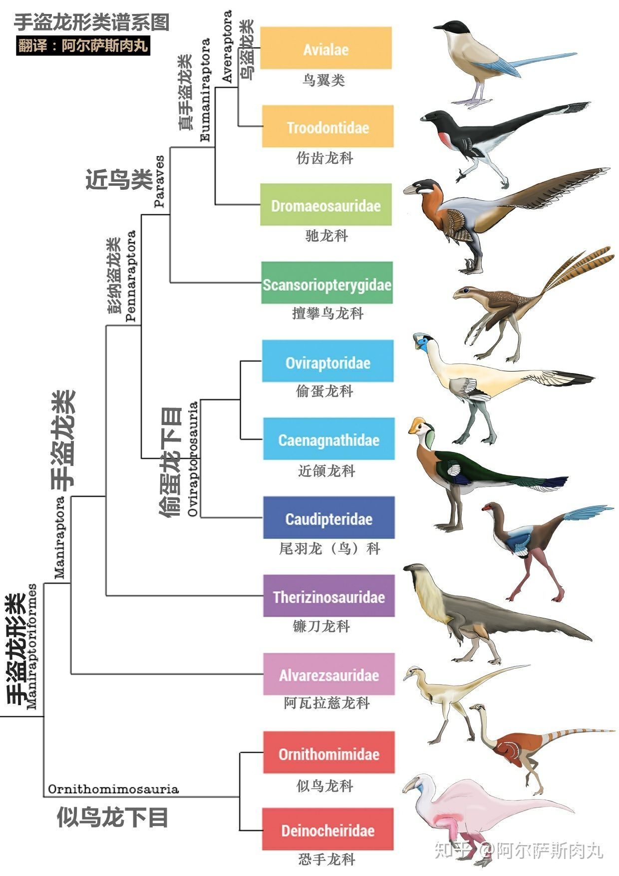 恐龙进化成鸟类过程图片