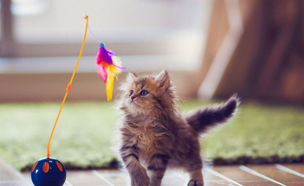 刺猬猫篇鸽子窝里也能孵出金凤凰小站网文也有佳作刺猬猫站内小说盘点