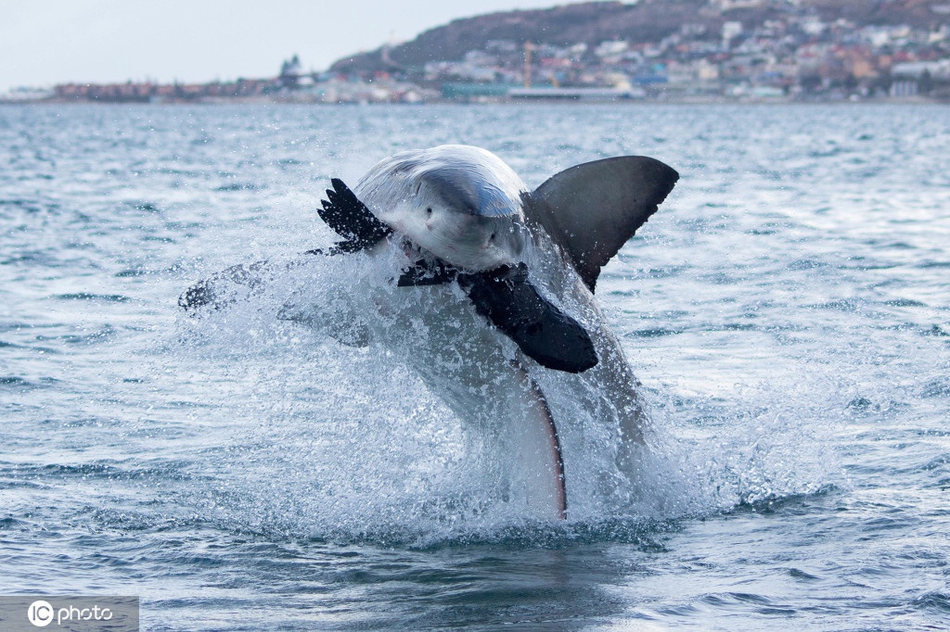 大白鲨跃出水面捕食空中翻筋斗场面震撼