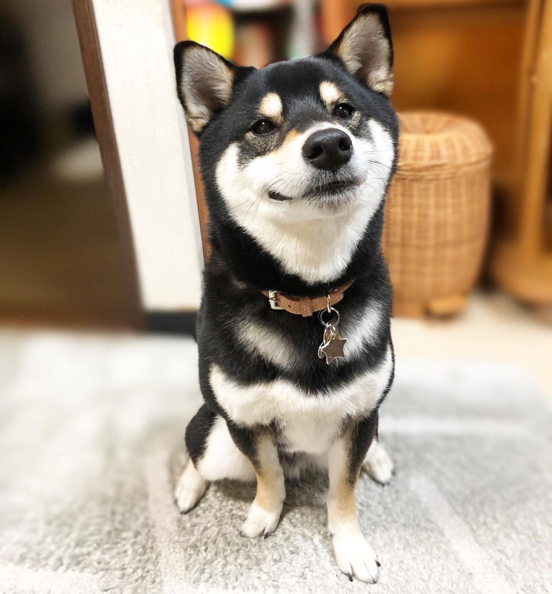 柴犬到底聪不聪明？智商高吗？