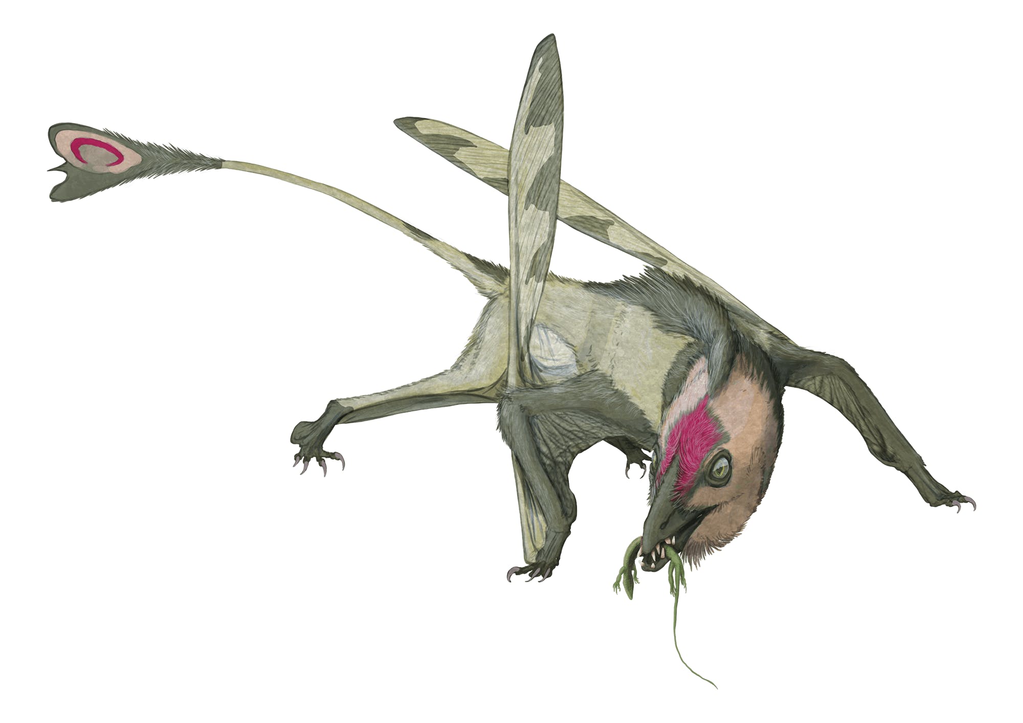 翼龙始翼龙类翼龙最初的模样