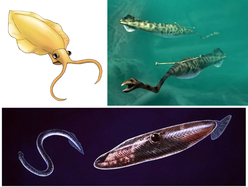 尋奇錄古生物學三大妖孽內克蝦塔利怪物提豐怪物