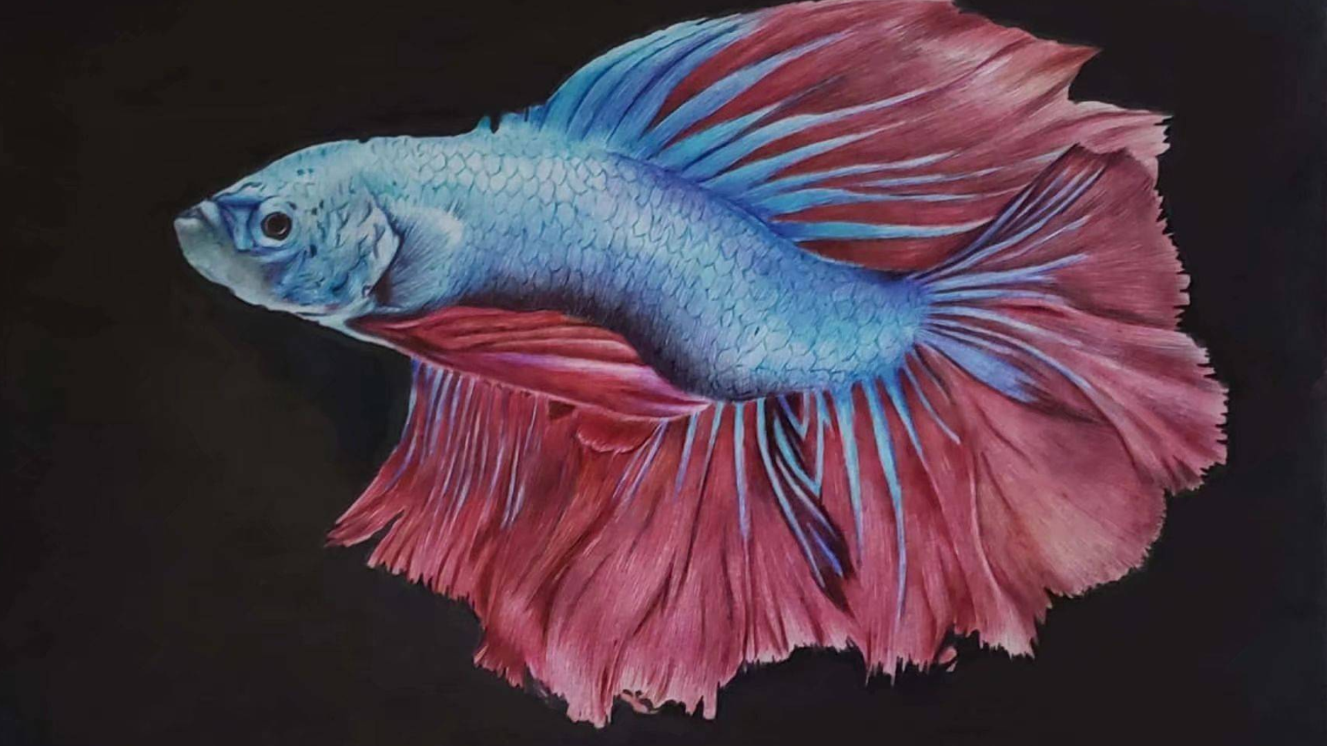 【圆珠笔手绘】子非鱼焉知鱼之乐?