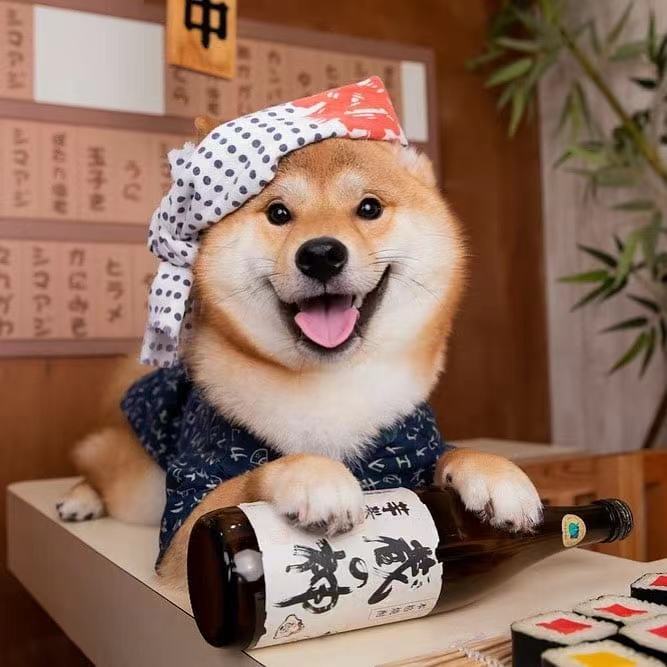 柴犬到底聪不聪明 智商高吗