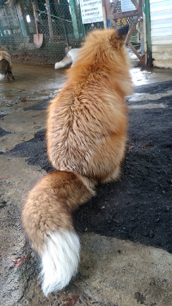 小狐狸毛茸茸大尾巴