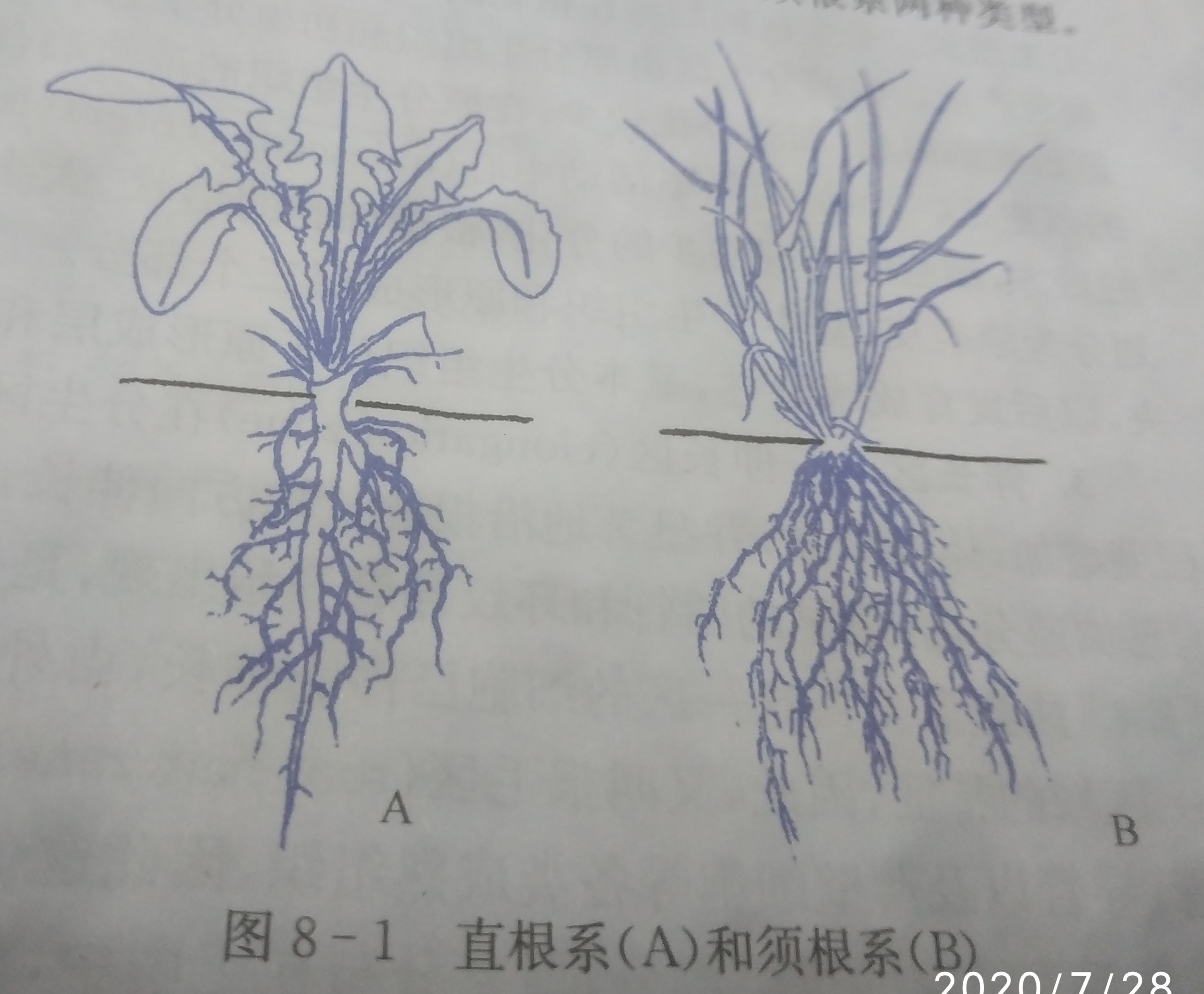 植物杀手的抄书记录 3 根的类型和根系 根的生理功能 Acfun弹幕视频网 认真你就输啦 W ノ つロ