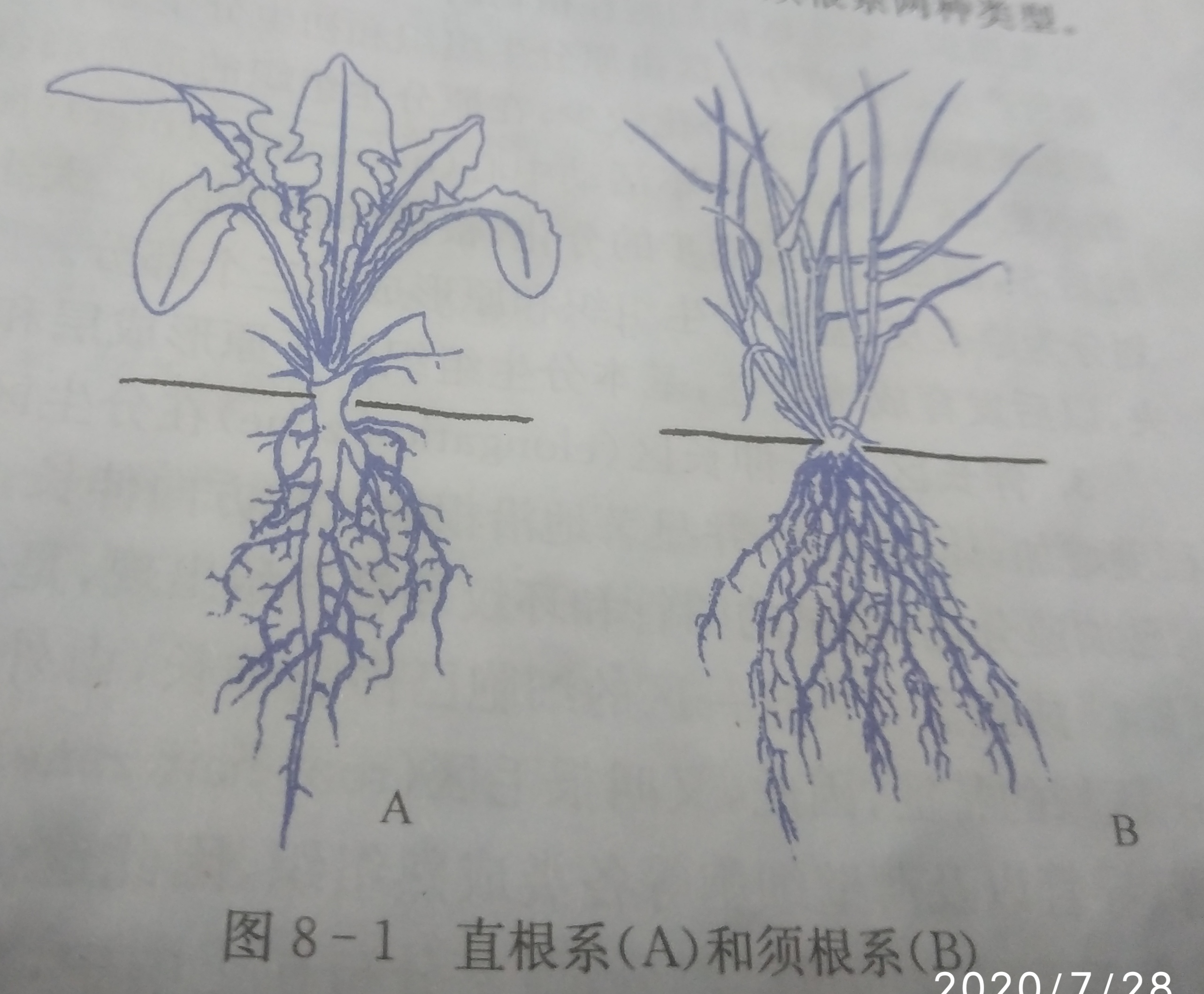 植物杀手的抄书记录 3 根的类型和根系 根的生理功能