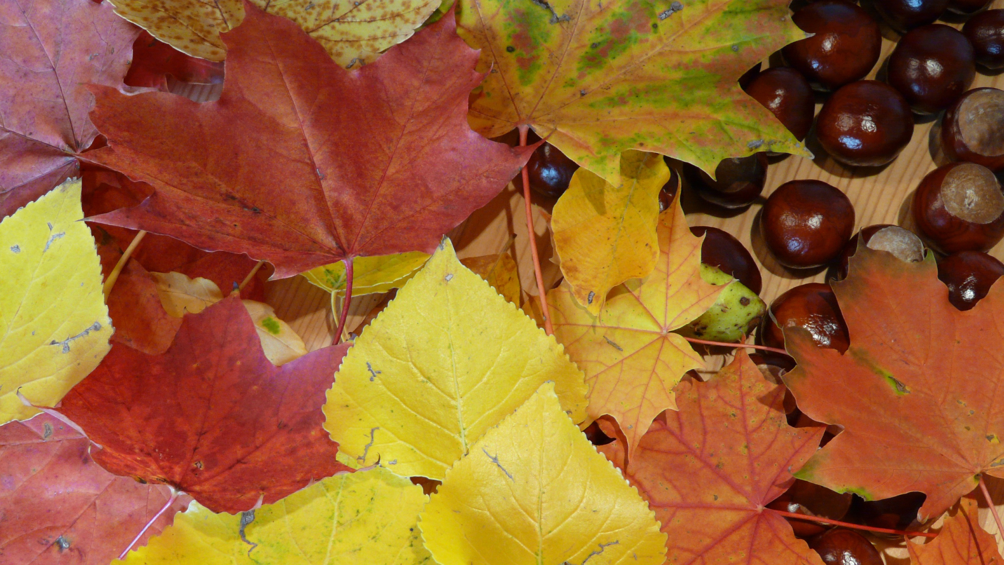 美丽的秋天金黄的树叶也可以这样美