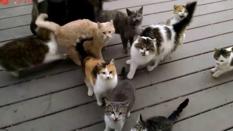 求网友给猫咪起名字视频 1480165696.jpg