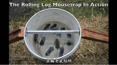 可能是世上最好的捕鼠器- 一天11只老鼠-!【中文翻译】