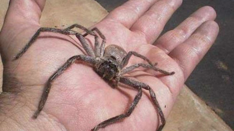 190的大胡子猛男被白额高脚蛛吓尿