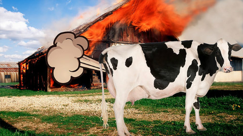 牛屁成人类威胁科学家研发牛屁收集器应对气候危机