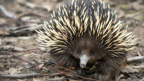 身披硬刺的小萌物澳洲针鼹,装得了可爱卖得了萌,了解一下?