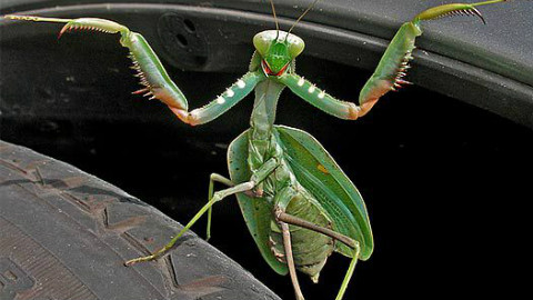 第四期 第四战 加花岗岩螳 vs 离塞蛛(螳螂种,你们的皇帝回来了!