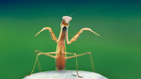 sia ferox怪物沙螽车轮战 对大刀螳螂(抬走,下一个)