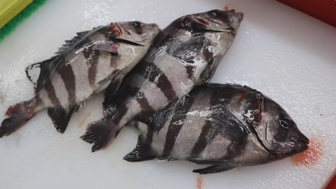 条石鲷,这鱼的名字怎么这么像骂人的