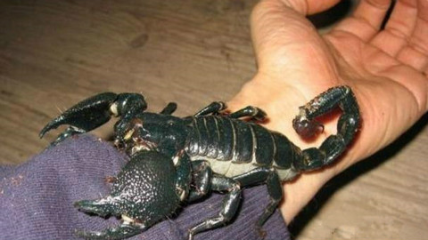 晋级赛二期 a组最终战 帝王蝎vs甲斗王独角仙(一生之敌帝王蝎)