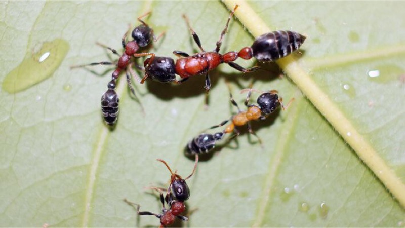 新入的红黑细长蚁