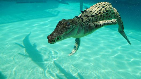 鳄鱼冲进了我家游泳池,真是吓屎人了