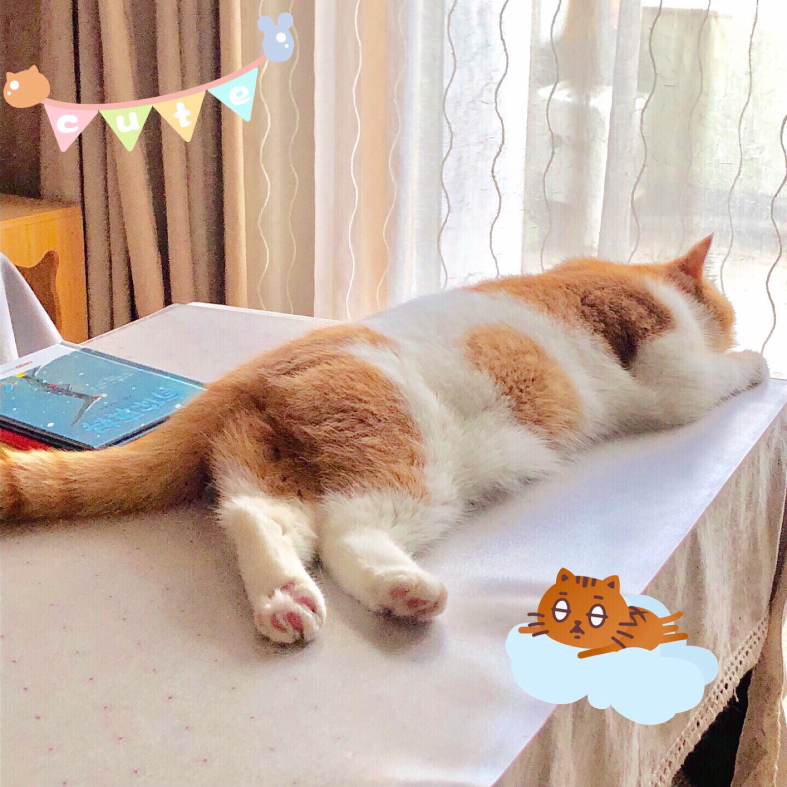 【萌萌猫小乖】糖糖表情蜜汁像猫小乖…希望这次不会被退