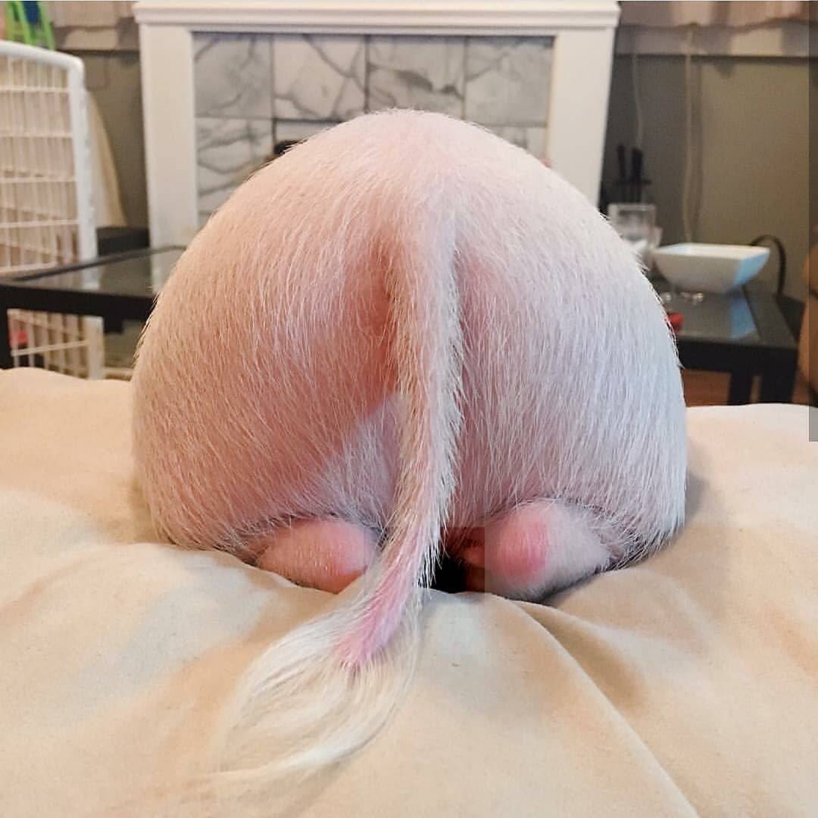 猪猪屁屁真可爱!吸一下～点赞74