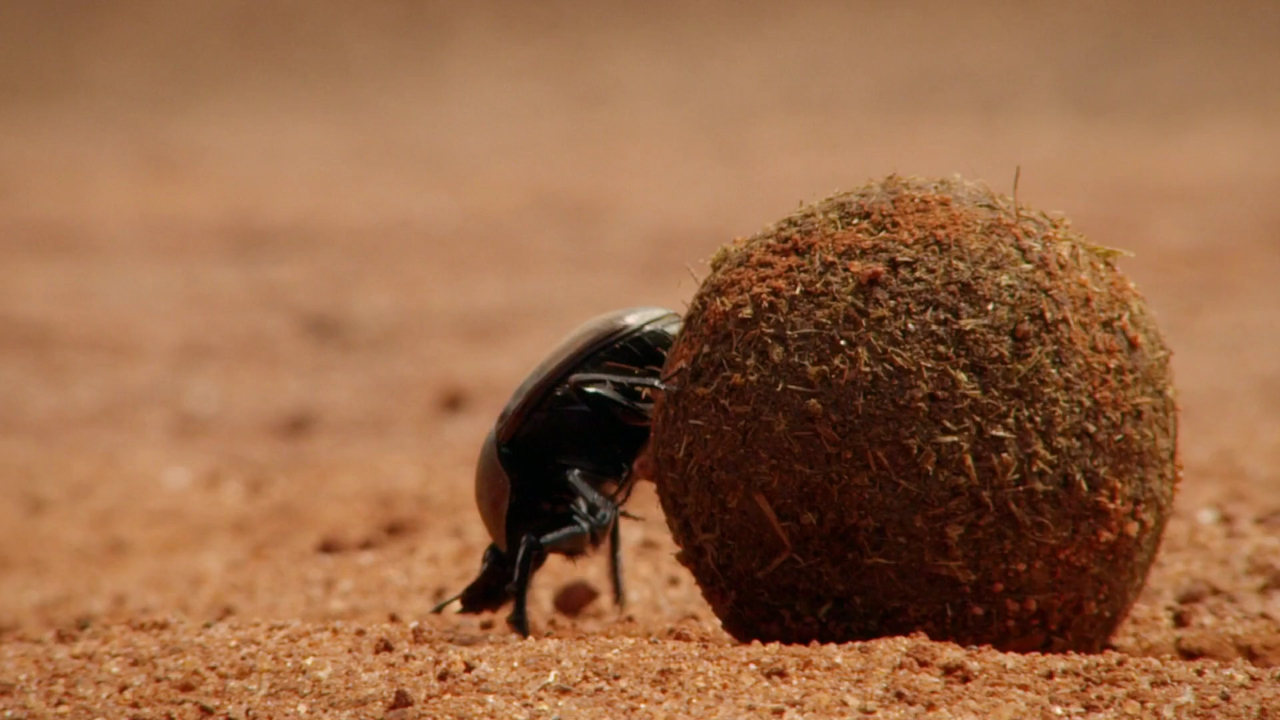 这些蜣螂不仅是草原上的清洁工,而且绝对是锲而不舍的榜样!