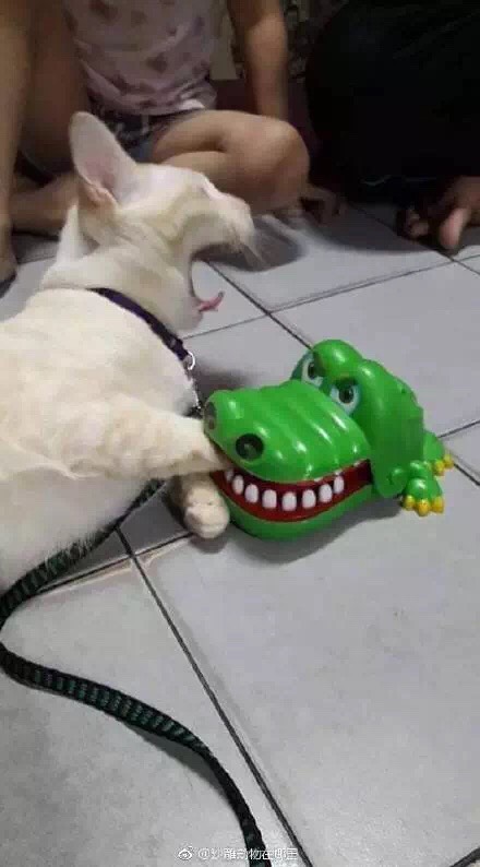 千万别乱翻沙雕网友的手机相册差点被活活当场笑死过去