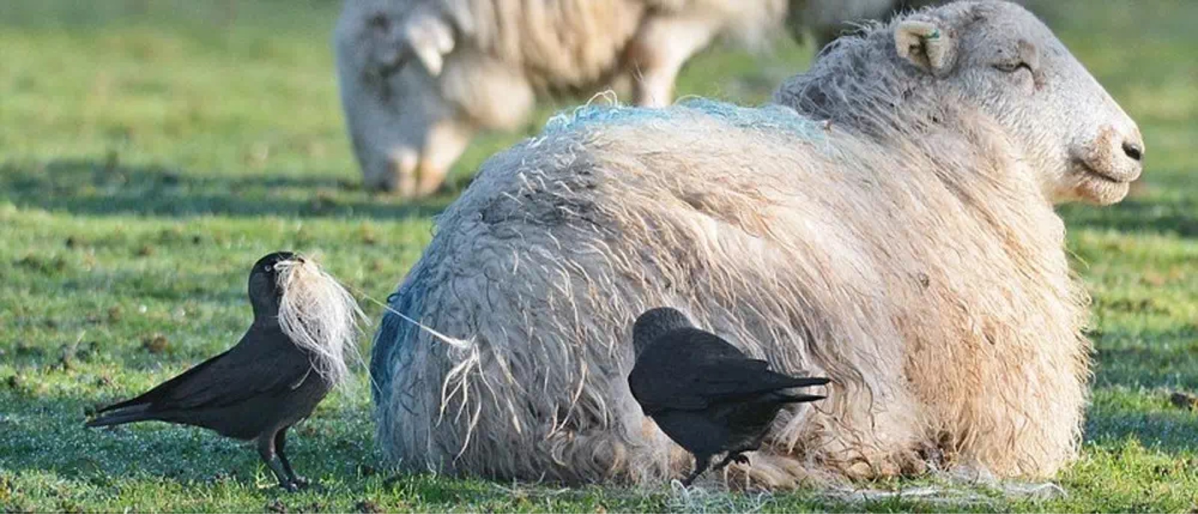 英国寒鸦从羊背上偷薅羊毛筑巢