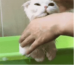 1558181933784.gif