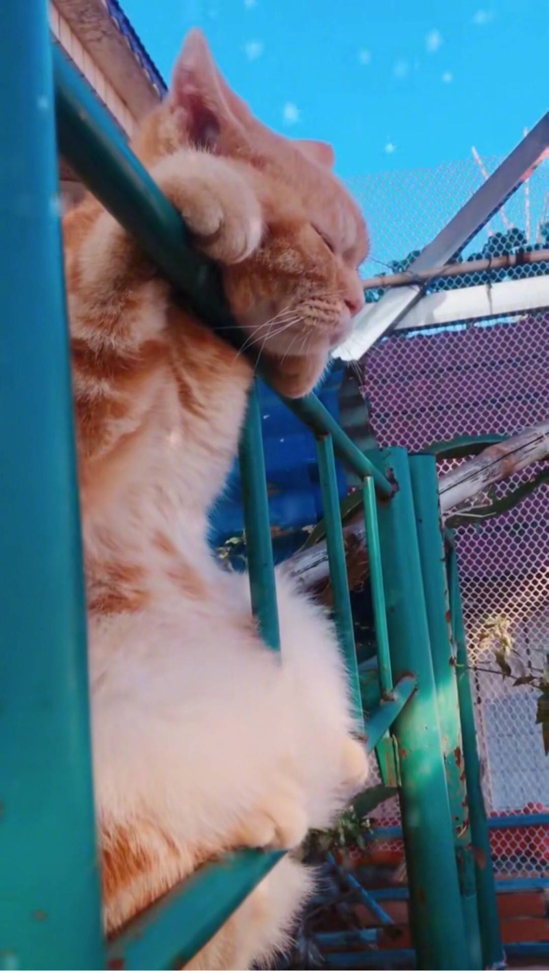 【沙雕萌宠】网友用扫地机打扫,橘猫看到后坐了上去,结果.