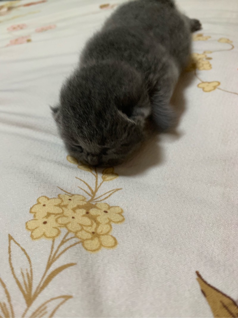 清凉一夏 我和我的猫