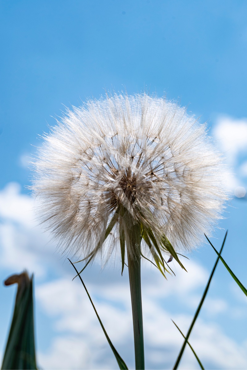 一种像蒲公英的黄花婆罗门参植物