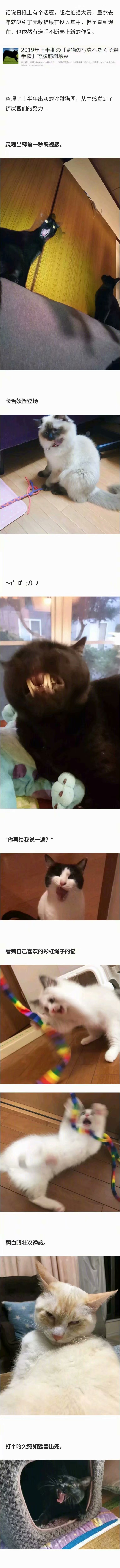 沙雕猫猫 超烂拍猫大赛