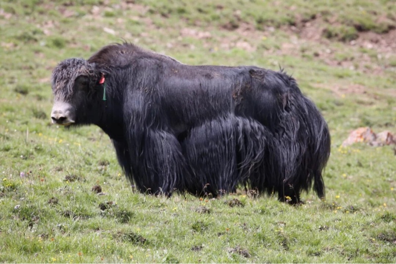 【俯首种花】中国培育出世界首个无角牦牛,命名china 牛