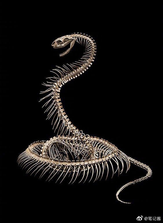 来看看完整的蛇骨标本