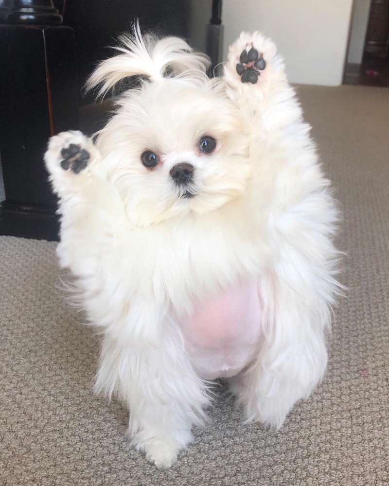 玛尔济斯犬 AcFun弹幕视频网