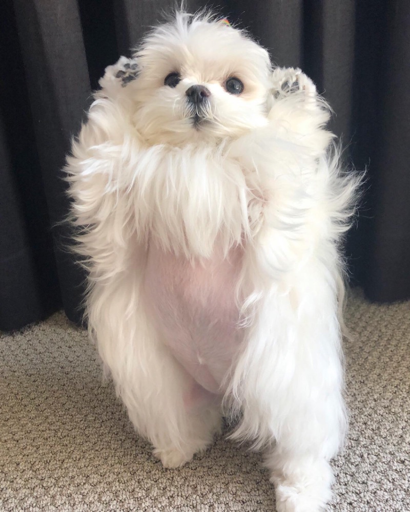 玛尔济斯犬 AcFun弹幕视频网