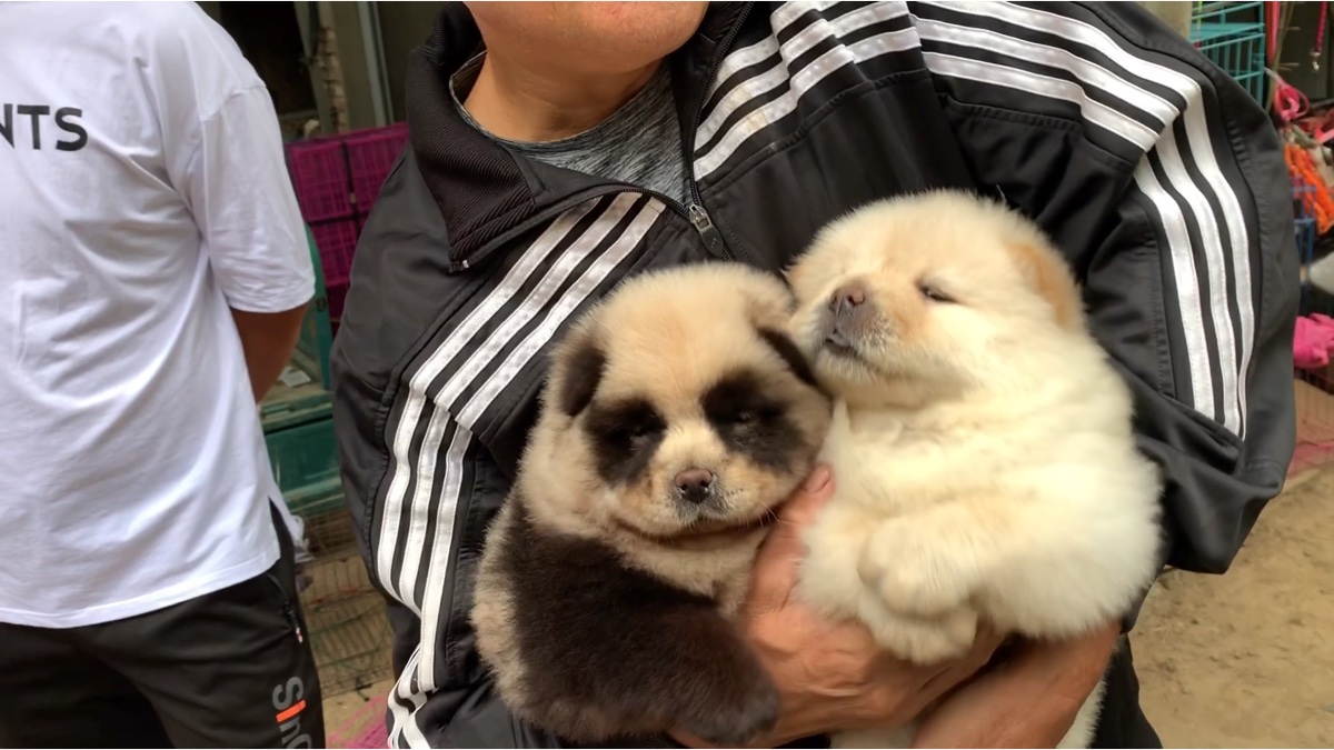 染色松狮,秒变"国宝".大家看看像吗?