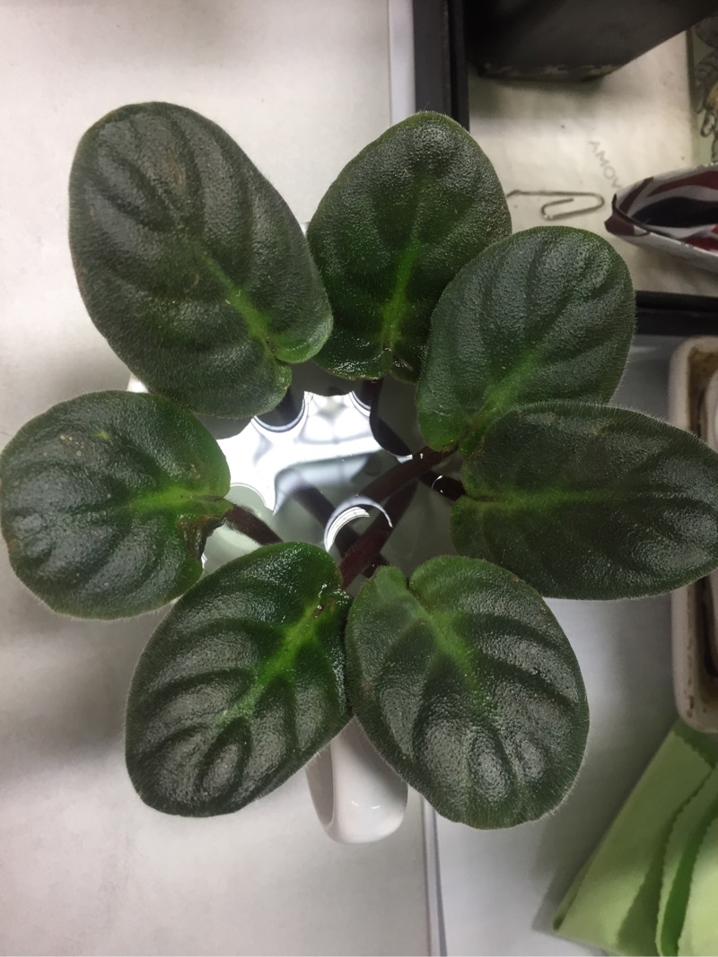 猴山安利节非洲紫罗兰