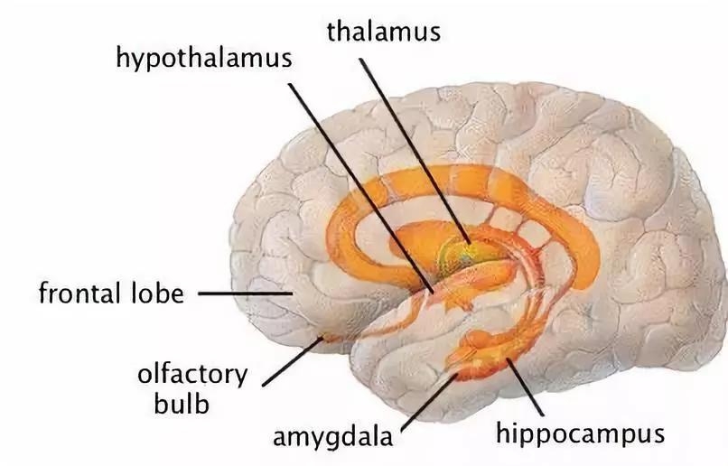 上的最新研究,加州大学旧金山分校科学家确定了杏仁核和海马体,两个