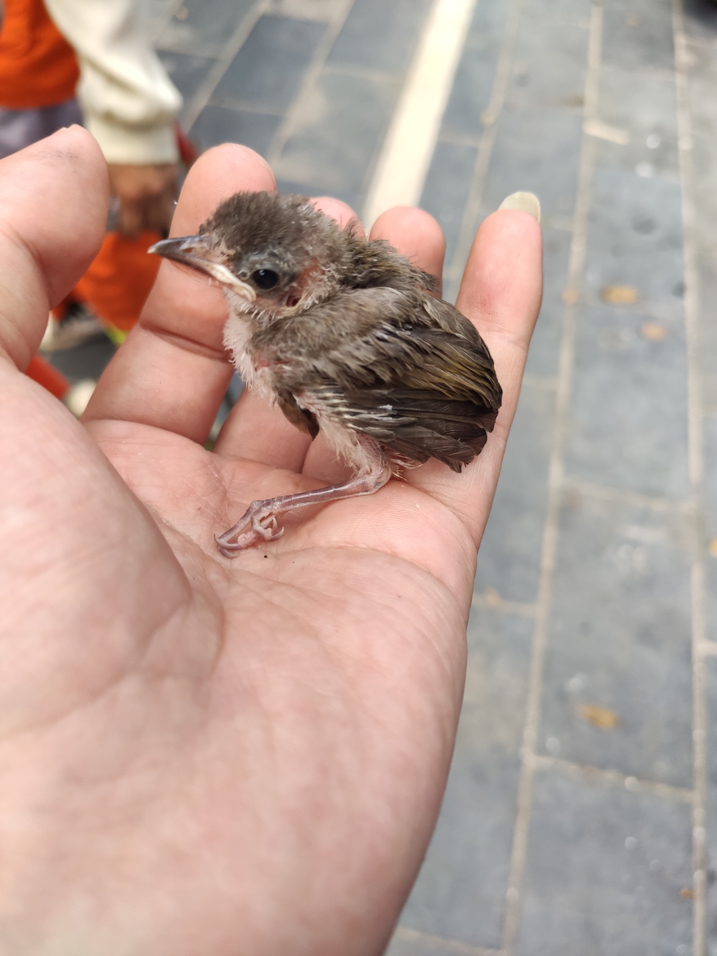 树下门口掉下幼鸟请问啥品种