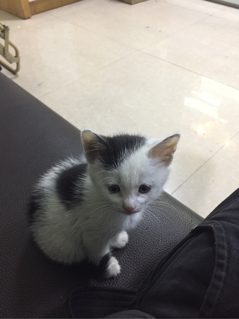 白加黑挺好看的