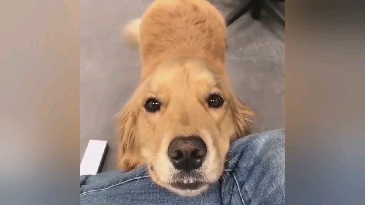 搞笑宠物狗狗迷惑行为大赏这就是传说中的抱大腿吧